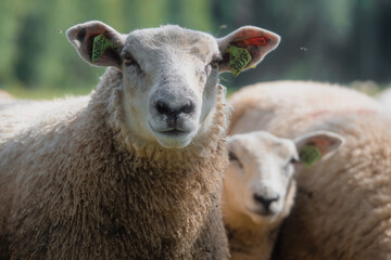 Curious tagged sheep looking directly at the camera in a pasture © Edijs