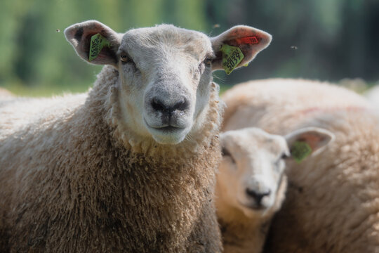 Curious tagged sheep looking directly at the camera in a pasture