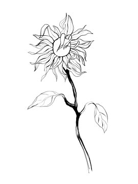 Hand Drawn Sunflower Botanical Ink Sketch Black and White Floral Illustration.