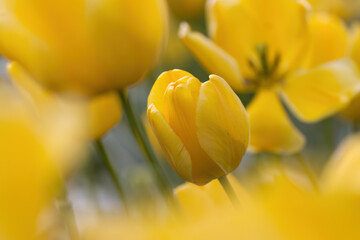 Naklejka premium A flowerbed full of yellow tulips, blooming yellow tulips, yellow background, a yellow flower framed by other petals, early bloomers, tulipa, spring flowers