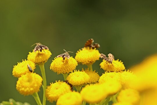 Brennnessel-Spreizfl&uuml;gelfalter (Anthophila fabriciana) auf Rainfarn (Tanacetum vulgare)