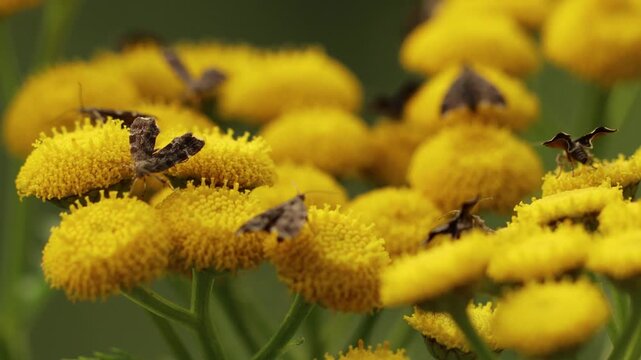 Brennnessel-Spreizfl&uuml;gelfalter (Anthophila fabriciana) auf Rainfarn (Tanacetum vulgare)