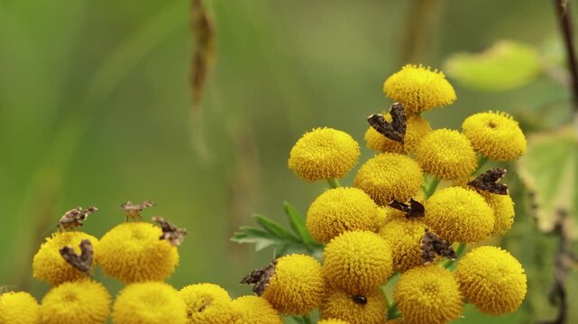Brennnessel-Spreizfl&uuml;gelfalter (Anthophila fabriciana) auf Rainfarn (Tanacetum vulgare)