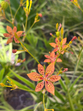 Blossom Blackberry Lily (Iris domestica)