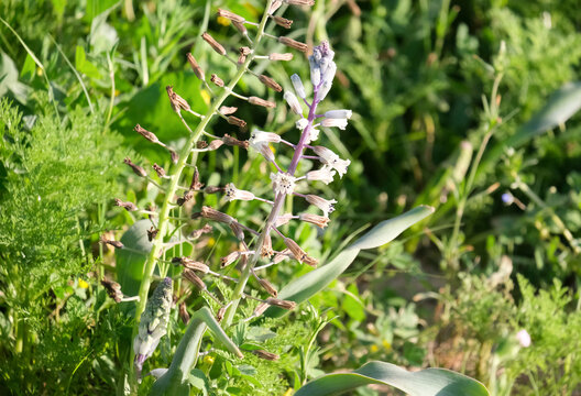 White flowers of the Bellevalia (Bellevalia eigii)