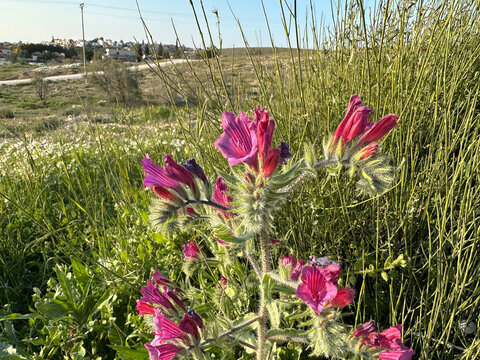 Judean viper's bugloss (lat.- Echium judaeum)