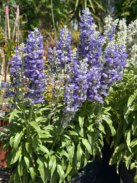 Blossom Mealycup Sage (Salvia farinacea)