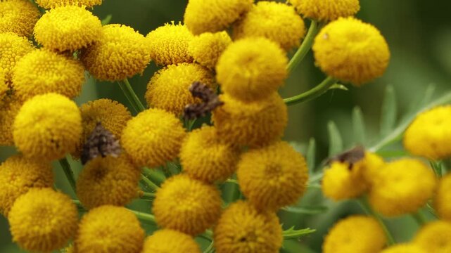 Brennnessel-Spreizfl&uuml;gelfalter (Anthophila fabriciana) auf Rainfarn (Tanacetum vulgare)