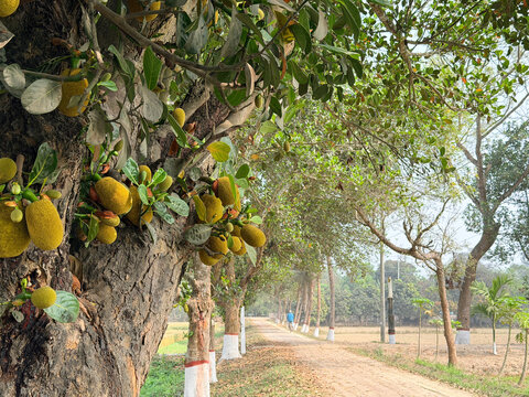 Young Green Jackfruits Growing on Tree Trunk along Rural Village Road in Bangladesh