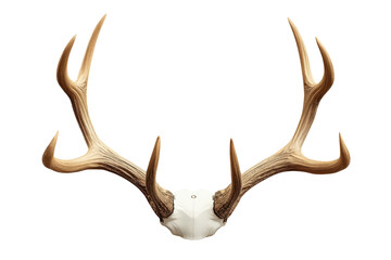 Fototapeta premium Wide symmetrical pair of natural brown deer antlers