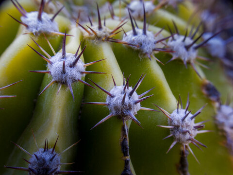 Macro shot of sharp cactus spines growing from white woolly areoles on green succulent
