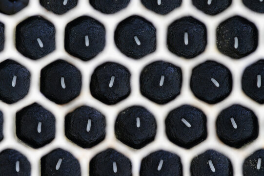 Comb with honey bee eggs on black foundation