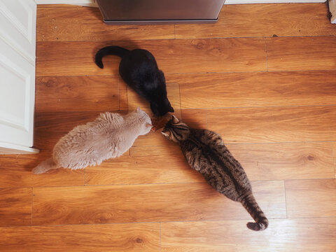 Three different breed of cat sharing food on a kitchen floor. Top down view. One breed is British short hair, one black and other classic tabby. Peaceful coexisting. Pet feeding time.