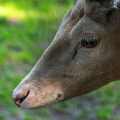 Close up profile portrait of deer head with copy space © Quality by Simon