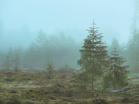 Misty morning in forest. Trees stand tall in foggy scene. Ground covered with moss and fallen branches. Evergreen trees partially hidden by mist. Calm and quiet atmosphere in wilderness