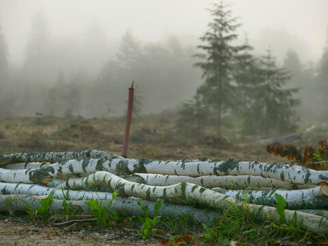 Stacked logs rest in misty forest clearing. Fog hides distant trees and undergrowth. Ground shows fresh cut marks and mossy patches. No animals or specific plants visible