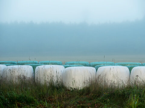 Foggy morning with white hay bales in field. Tall grasses sway near wrapped bales. Mist blankets distant trees and ground. Scene shows rural agriculture setting. No animals or specific plants visible