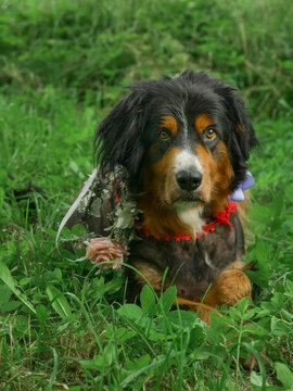 Cute Bernese Mountain Dog with floral crown in grass. Dog wears red collar and blue bowtie. Green grass surrounds dog. Dog looks proud with calm expression. Fancy stylish pet.