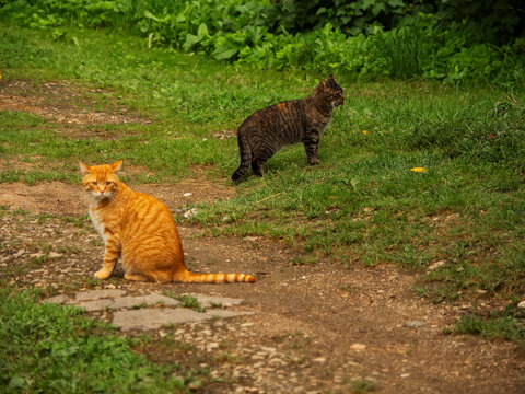 Two cats sit on grassy path. One orange tabby, one black tabby. Green plants surround path. Scene appears calm and natural. Country side rural area. Calm and relaxed mood.