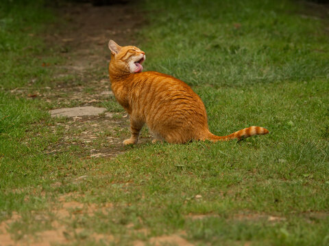 Orange tabby cat licks its back on grassy patch. Pet shows unreal body flexibility. Fur shows classic tabby stripes. Scene captures relaxed feline moment outdoors.