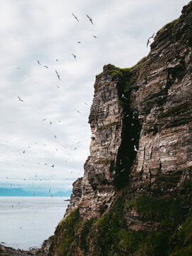 Rocky cliffs of Soroya island and seagulls nesting scenery in northern Norway, moody scenic sea view summer season explore Finnmark scenic Arctic nature travel Scandinavian destinations