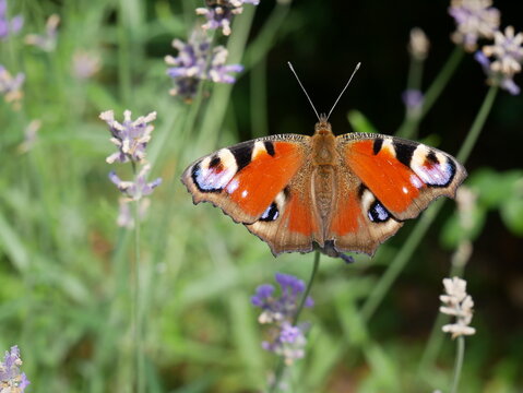 A peacock butterfly with orange wings and distinctive eye markings is shown resting on a lavender plant. The butterfly is in focus against a blurred background of green leaves and purple flowers.