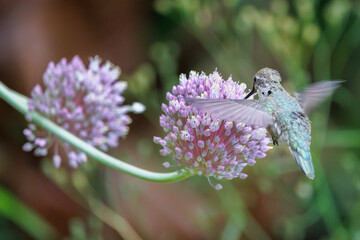 hummingbird © Anthony