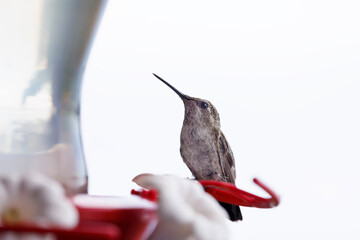 Hummingbird on feeder © Anthony