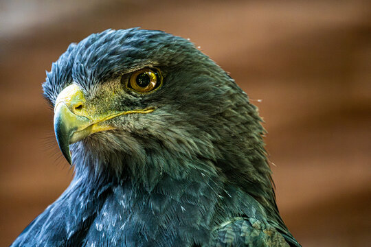 Black-chested buzzard-eagle head close up portrait