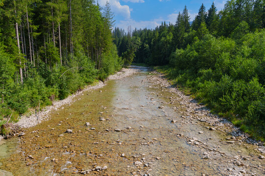 Scenic Shallow River Flowing Through Lush Green Forest in Ammer Gorge