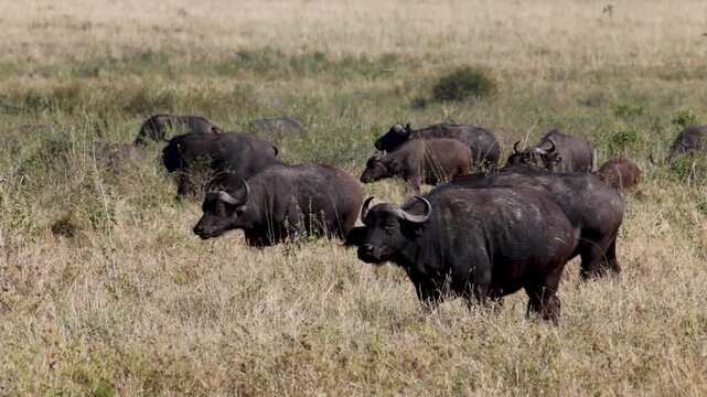 Arusha, Tanzania - 10 July 2026 - buffalo in the Ngorongoro Crater