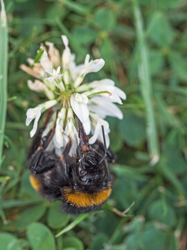 Buff-tailed Bumble bee on white clover plant, UK.