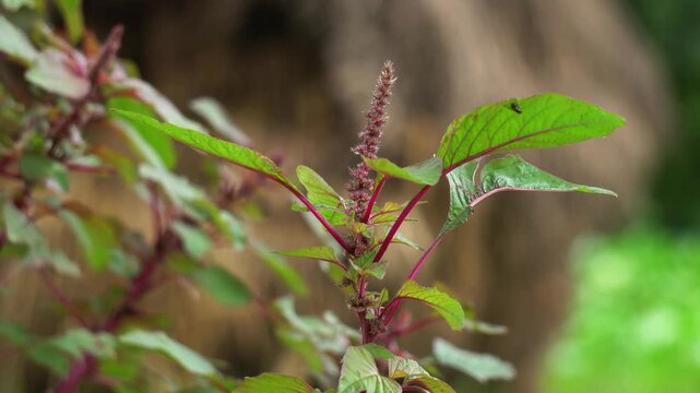 Close up shot of red amaranth plant with inflorescence flowering stem growing outdoors. Fresh red spinach amaranthus plant with green and purple leaves in natural sunlight.