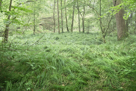 &Uuml;berwuchertes gr&uuml;nes Feuchtgebiet mit dichtem Gras und Laubbaumbestand im Wald bei Meppen - Emsland