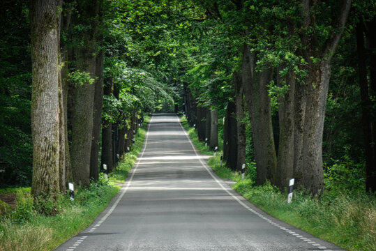 Baumges&auml;umte Landstra&szlig;e mit nat&uuml;rlichem Bl&auml;tterdach ( Osnabr&uuml;cker Land)