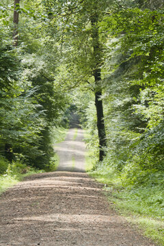 Waldpfad mit Baumtunnel und Lichtflecken im Osnabr&uuml;cker Land bei Ankum