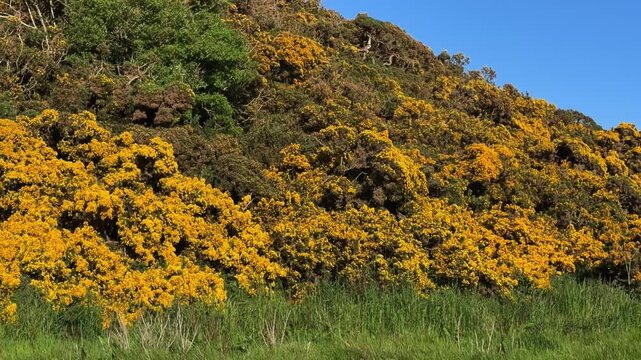 Hillside covered with wild yellow gorse bushes blooming in vibrant yellow under clear sky