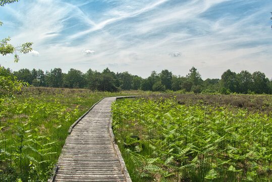 Bohlenweg durchs gr&uuml;ne Moor mit Baumreihe ( Emsland)