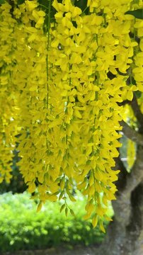 Bright yellow Laburnum blossoms hanging from branches swaying gently in the summer breeze.
