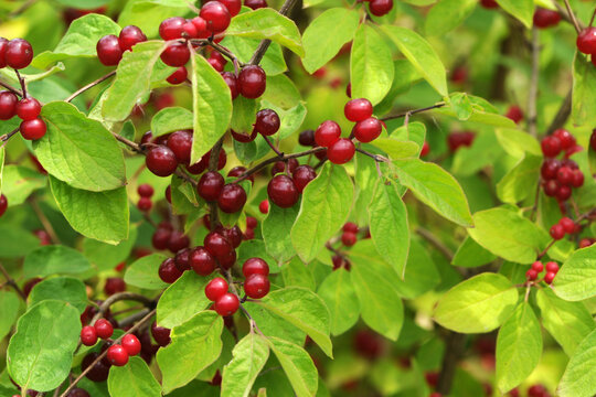Rote Heckenkirsche,  Gew&ouml;hnliche  Heckenkirsche,  Lonicera xylosteum, reife rote Beeren
