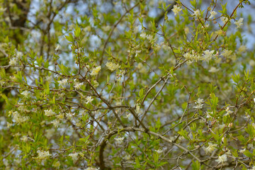 Fototapeta premium Heckenkirsche, Winter-Heckenkirsche, Lonicera x purpusii Blütenknospen, Blüten, Zweige mit Blättern, Strauchausschnitt
