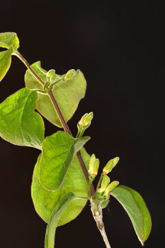 Rote Heckenkirsche,  Lonicera xylosteumRote Heckenkirsche oder G