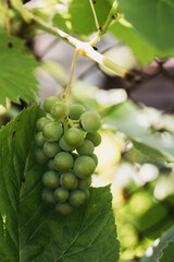 green grapes on vine © marii