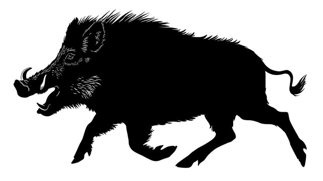 A fierce silhouette of a wild boar running, showcasing its tusks and bristly mane