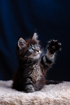 Cute fluffy dark maine coon kitten with bright blue eyes raising paw up while sitting on soft beige blanket against dark blue background in studio light for animal themes