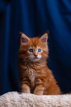 Cute fluffy red maine coon kitten with bright blue eyes sitting on soft beige blanket against dark blue background in studio light creating adorable pet portrait for animal themes