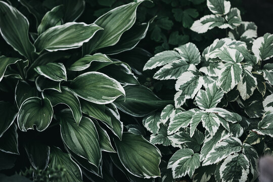 Closeup of dark green hosta leaves with white edges next to variegated serrated foliage creating a moody botanical texture background with deep shadows and natural garden patterns