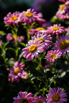 Vertical shot of pink aster flowers with yellow centers blooming in a garden. Dark background highlights the vibrant petals and green stems in natural sunlight with soft bokeh