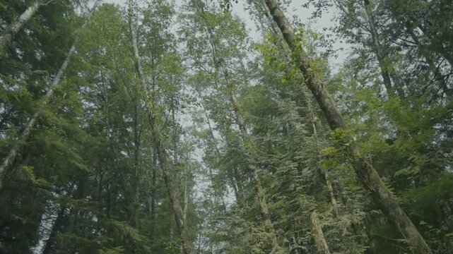 Low-Angle View Looking Up Through Dense Rainforest Canopy on Vancouver Island