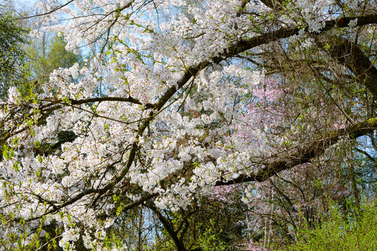 Tokio-Kirsche,  Maienkirsche,  Prunus x yedoensis,  Bl&uuml;ten,  Einzelbl&uuml;ten,